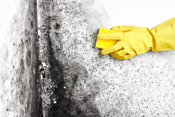 Best Mold Remediation  in Darien, IL