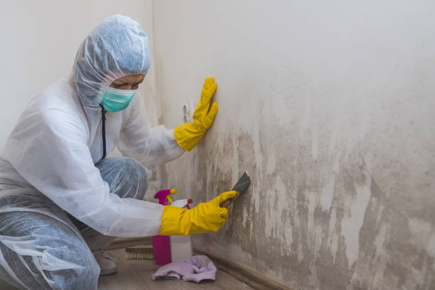 Best Home Mold Removal  in Darien, IL