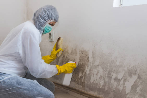 Best Mold Inspection  in Darien, IL
