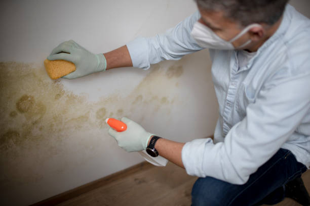 Best Crawl Space Mold Removal  in Darien, IL