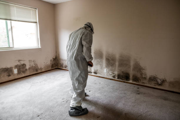 Best Mold Damage Repair  in Darien, IL