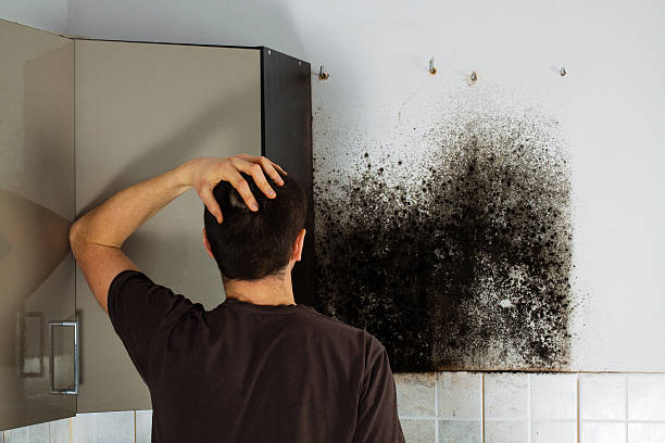 Professional Mold Removal in Darien, IL