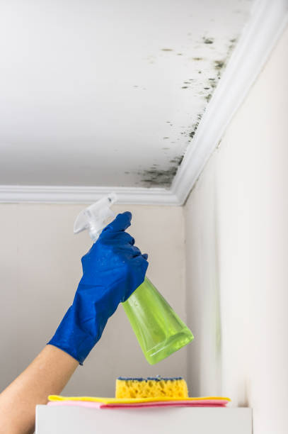Best Water Damage Restoration  in Darien, IL